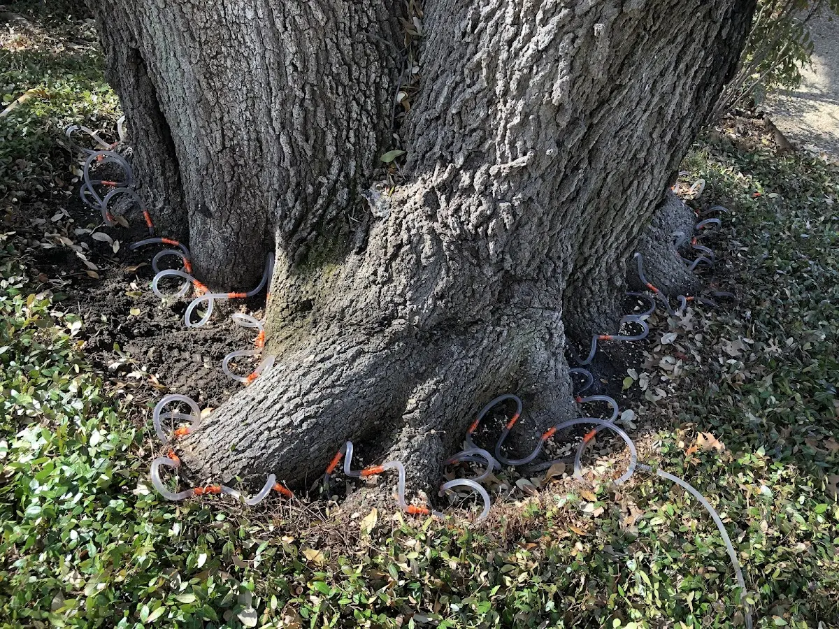 Detailed Tree Cabling and Bracing job site in Clawson